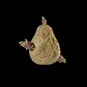aardappel 6538